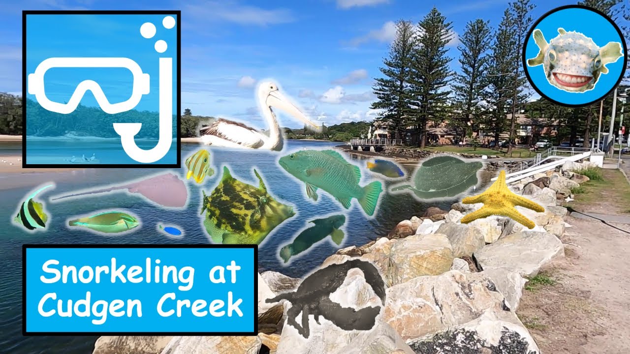 Snorkeling at Cudgen Creek - Overview