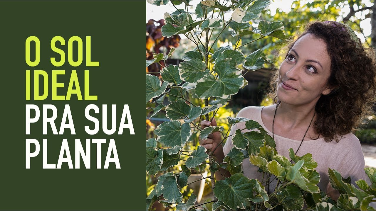 PLANTA no SOL ou na SOMBRA? Qual a LUZ IDEAL pro seu JARDIM