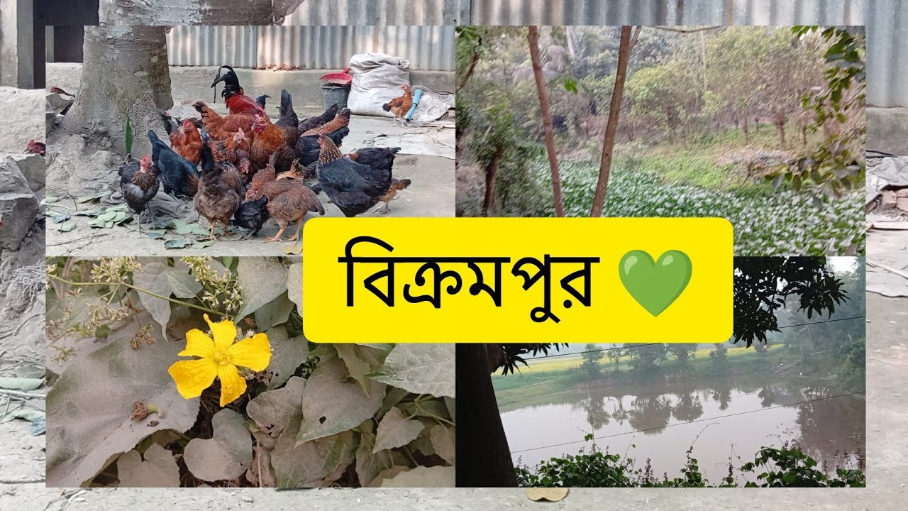 আমাদের বিক্রমপুর 🍃 village with natural feel 💚@TabassumZannatSuha23 