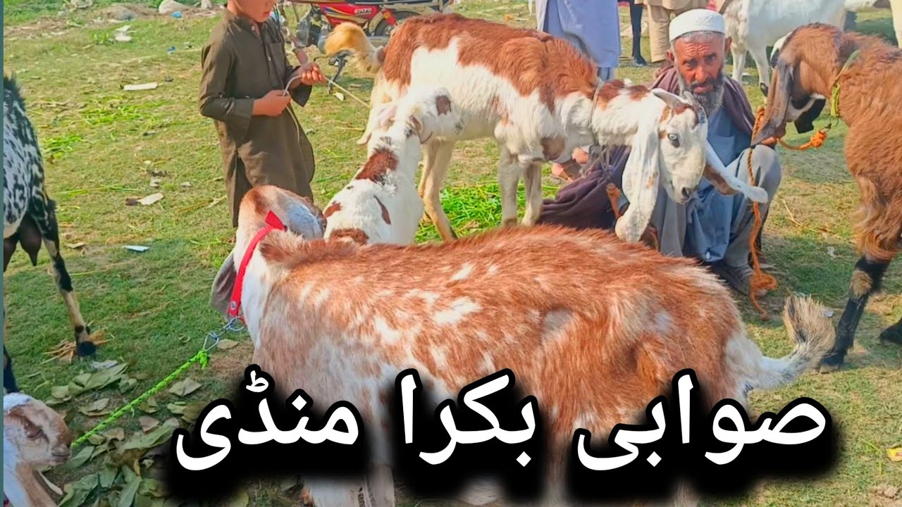 Swabi Bakra Mandi | Chote bacho wali Bakriyan  | Mandi Updates