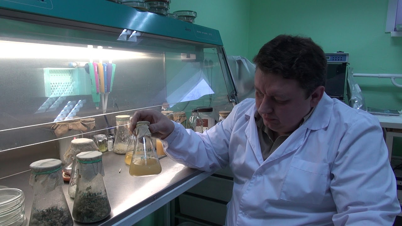 МЕТАРИЗИУМ НА РИСЕ || Проверяем способы выращивания