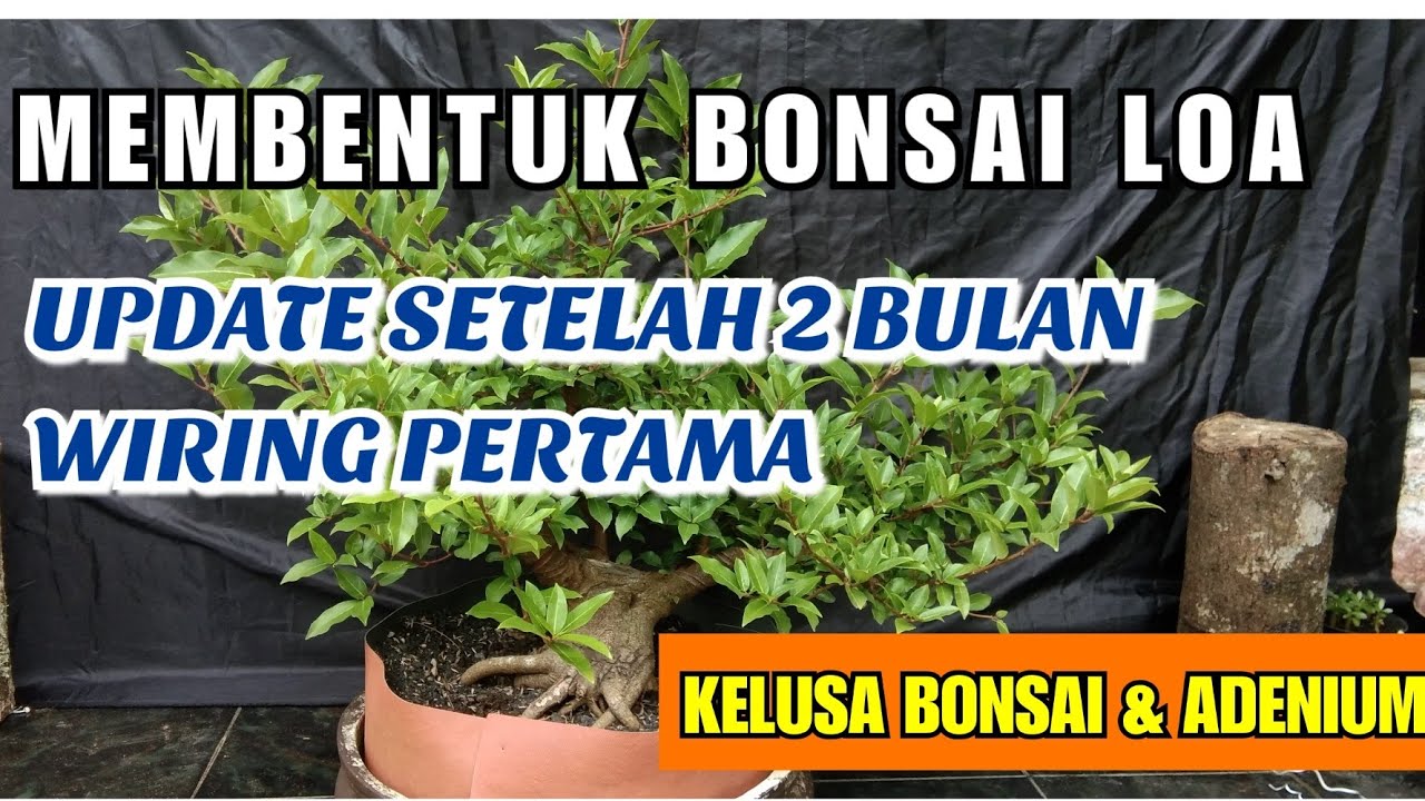 Membuat gerak dasar bakalan bonsai loa //Part 2