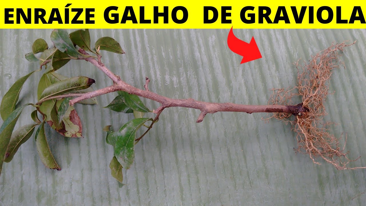 Como fazer estaquia de graviola