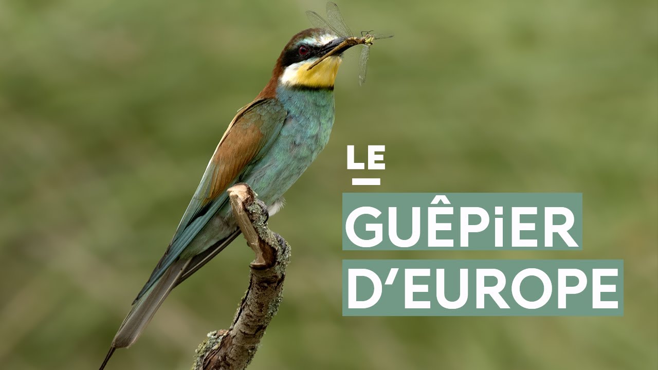 Le gu&ecirc;pier d'Europe