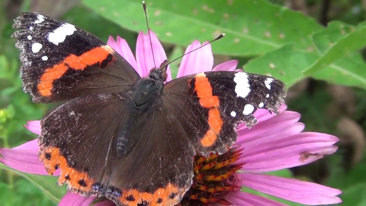 Vlinders in de Naturentuin