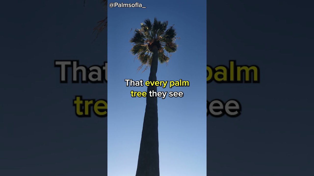 Unveiling the Secrets of the Oldest Palm Tree 🌴 in Los Angeles with Tom Fassbender - Palms of LA