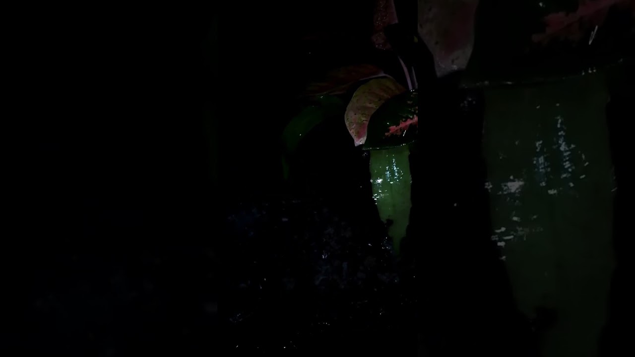 Hujan Malam | ASMR Relaksasi untuk Tidur Nyenyak & Pikiran Tenang