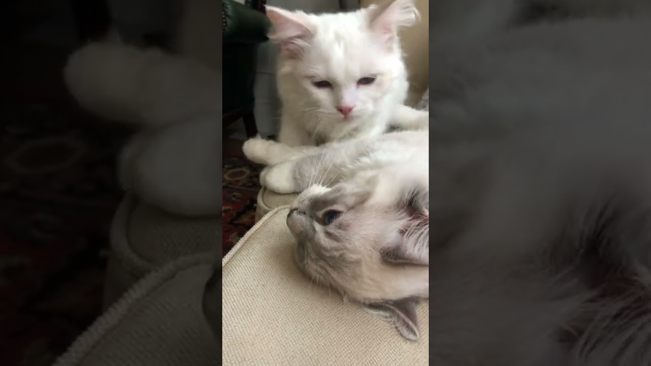 Meet my 5 month old Rag Doll kittens, whiskers and Willow