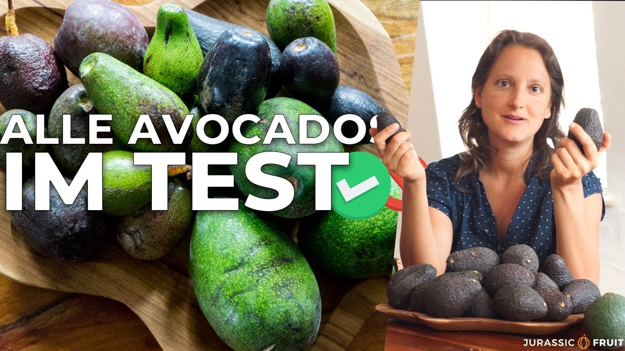 AVOCADO-SORTEN im Test! Wann ist welche Sorte reif?