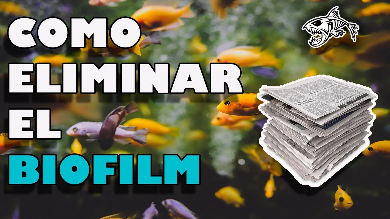 COMO QUITAR EL BIOFILM (capa de polvo en la superficie) del acuario