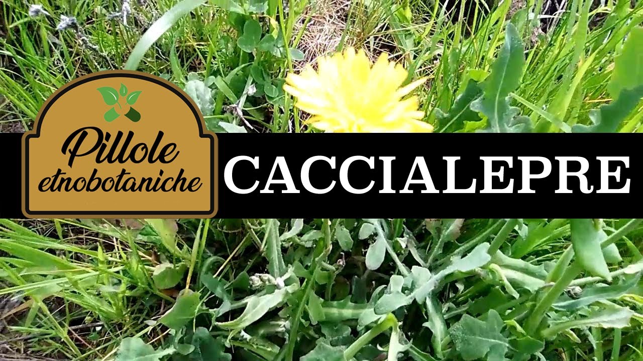Il Caccialepre una pianta davvero buona