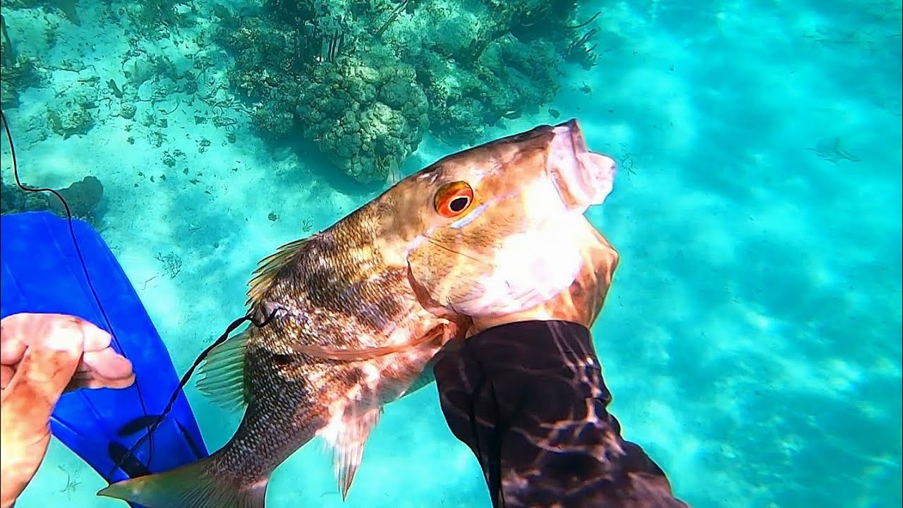 BIG SNAPPER ALMOST RIPS OFF!!! Spearing Belize!!!! Spearfishing Fails and Catches 5!!