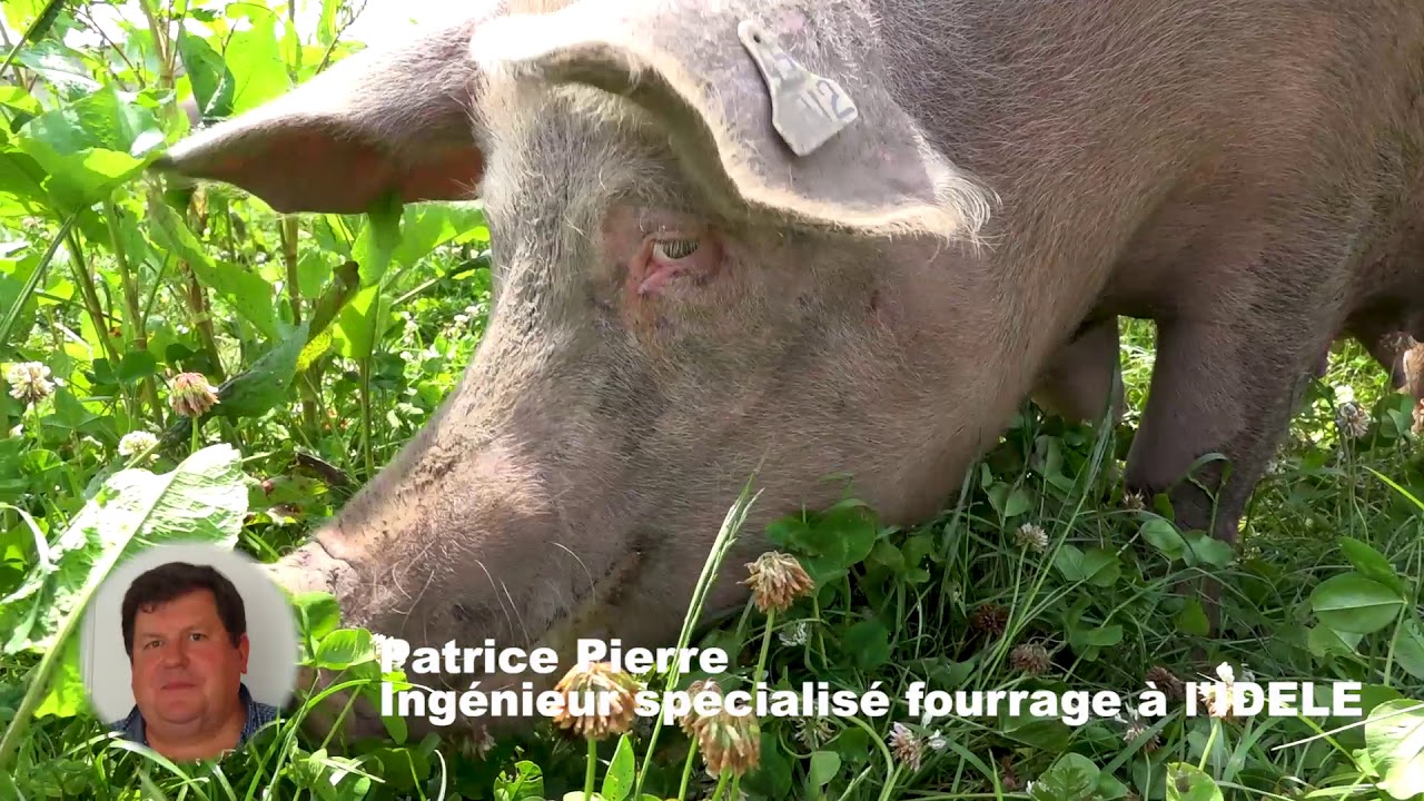 Paturage_des_truies_aux_trinottières