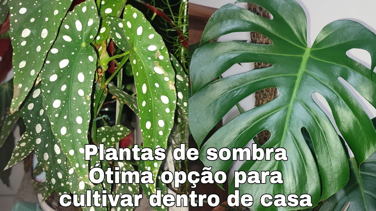 Dicas de plantas para cultivar dentro de casa na sombra iluminada | Jo Bela Flor...