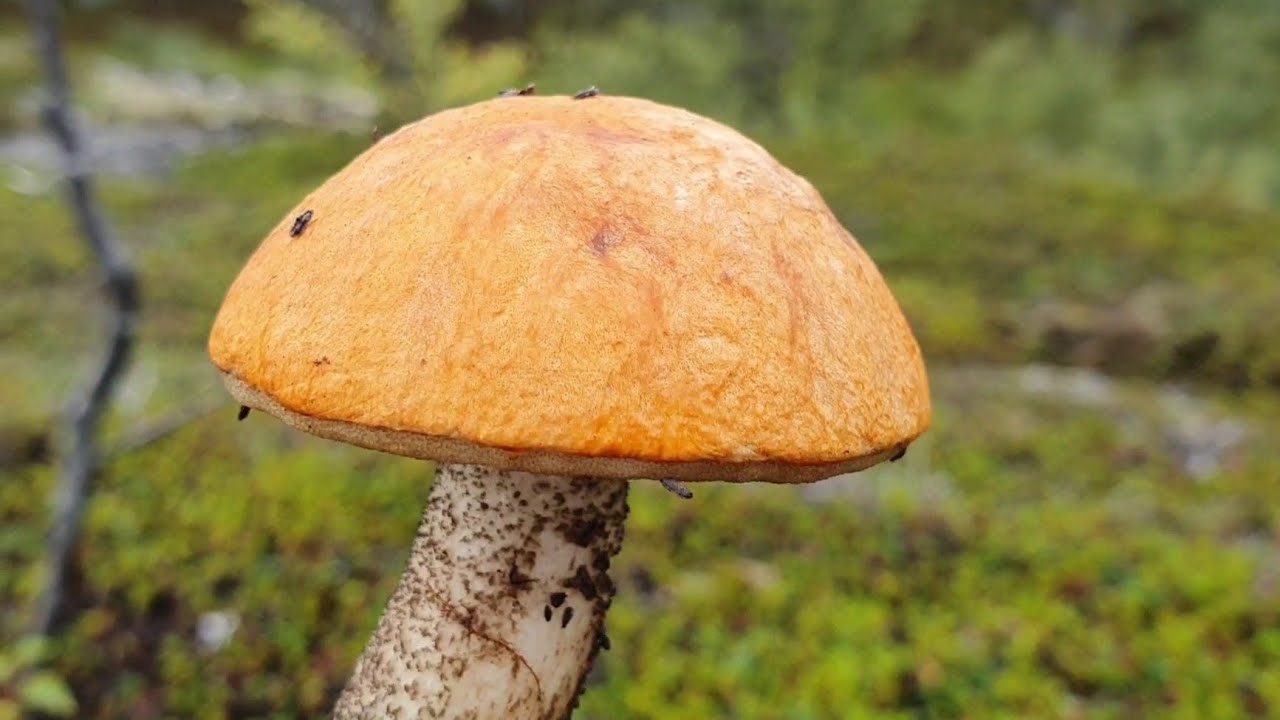 Прогулка за грибочками в районе Мурманска (часть 1)