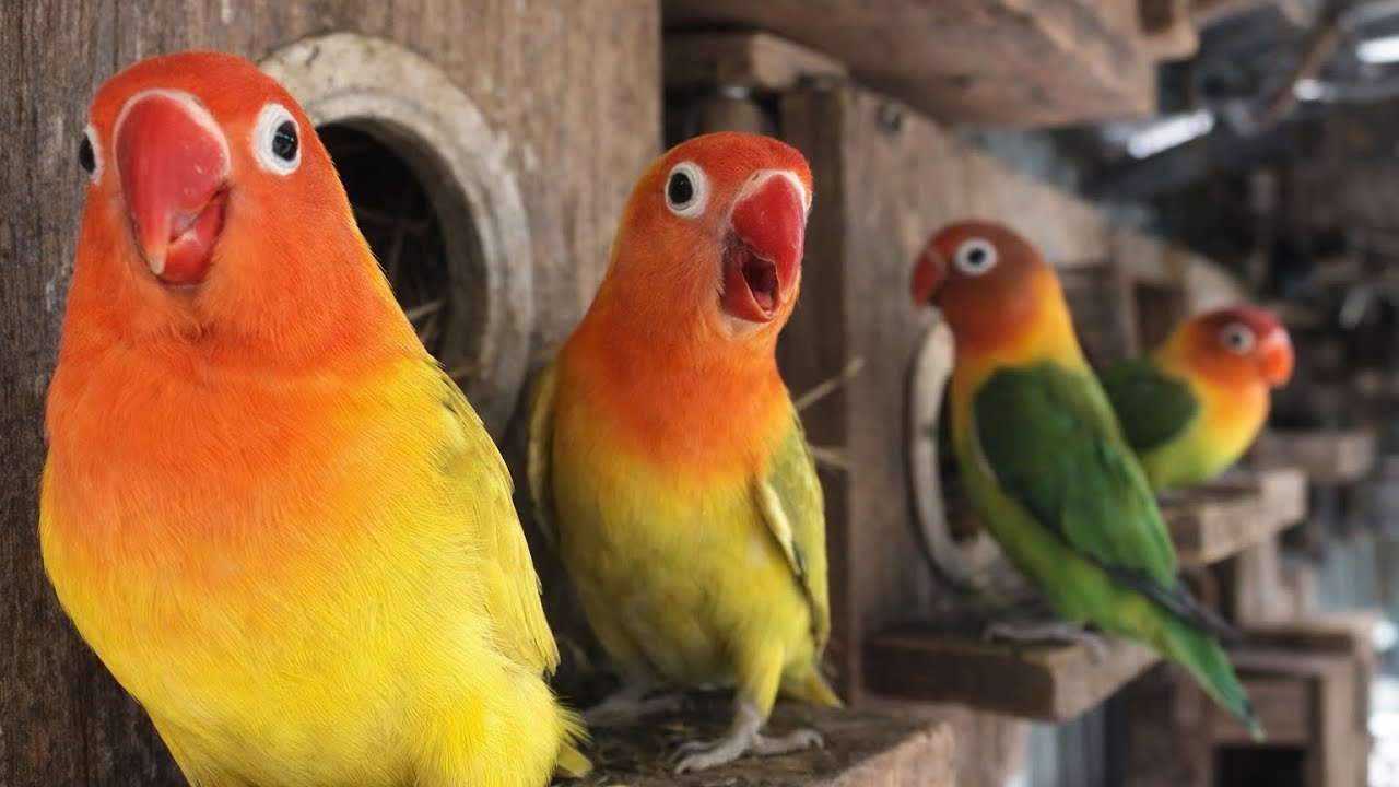 Colorful Lovebirds Nesting Together , Lovebirds Sounds #birds #lovebirds #cute #nature