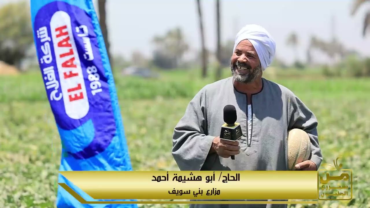 شمام سلطان.. طعم سكري ولون منجاوي وتبكير.. وإنتاج يوصل 40 طن للفدان 😍💪