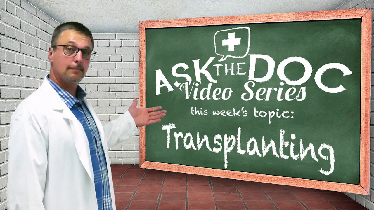 How to Transplanting - Plants 101: Ask The Doc, Avoid Transplant Shock - Seedlings Indoor Outdoor