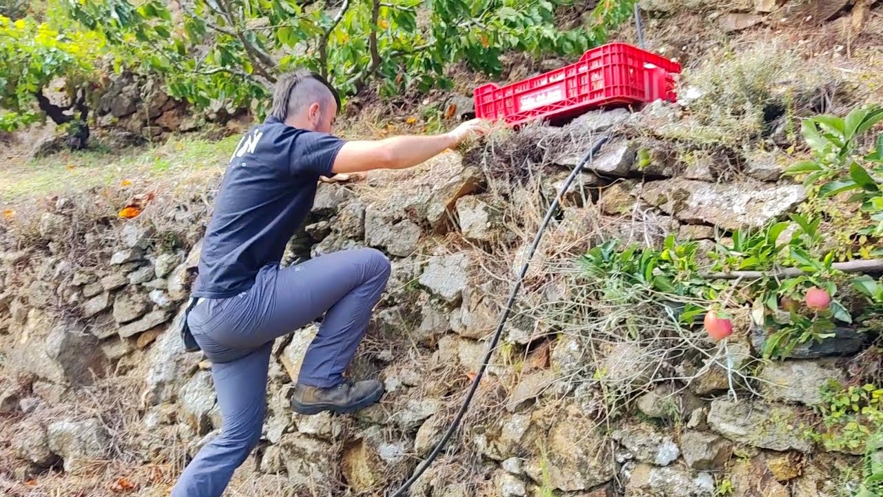 Recogiendo la última fruta del verano, esto es seguridad alimentaria