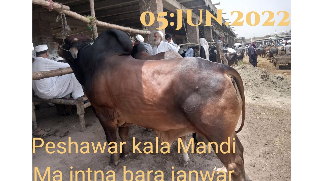 Peshawar Mawshi Mandi 2022 and arbab Mandi