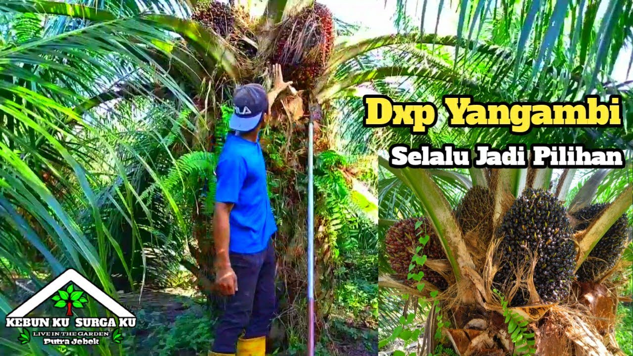 Panen Sawit yangambi Luas 2,5 hektare jarak tanam 10x10#panensawit#yangambi