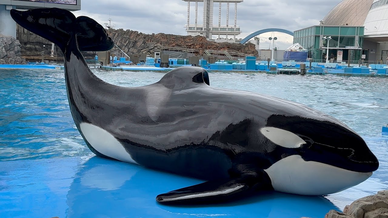 2023/06/01 シャチの公開トレーニング アース編 【14:30の回】@名古屋港水族館