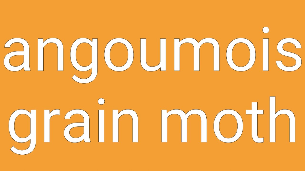 Angoumois Grain Moth Definition & Meaning