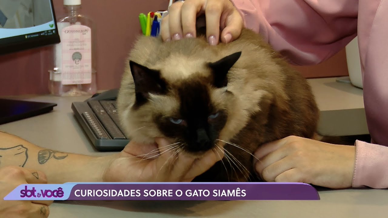 Mundo Pet Especial Gatos - Siamês