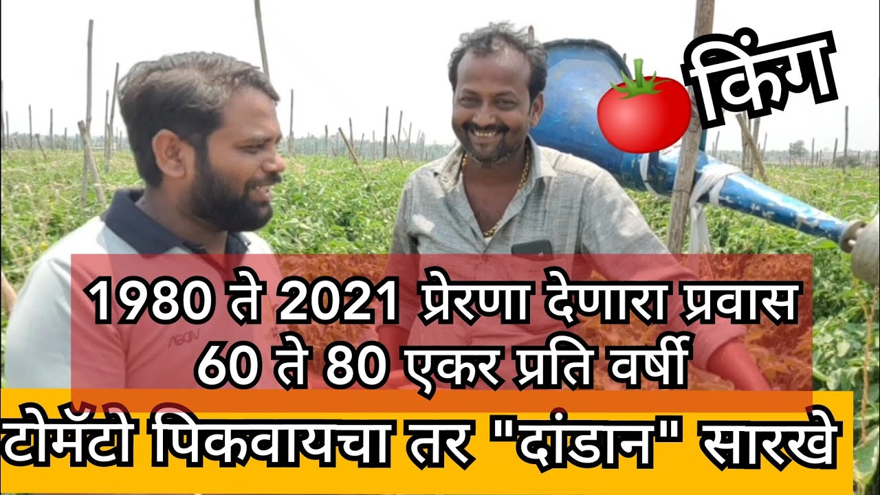 प्रति वर्षी 60 ते 80 एकर टोमॅटो करणारा किंग | 1980 ते 2021 प्रेरणा दायी प्रवास | #टोमॅटो #भाजीपाला