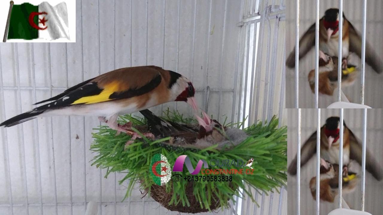 فيديو جديد وأخير لسلسلة تزاوج أنثى الحسون مع ذكور مختلفين في نفس الموسم مشاهدة ممتعة. 2023