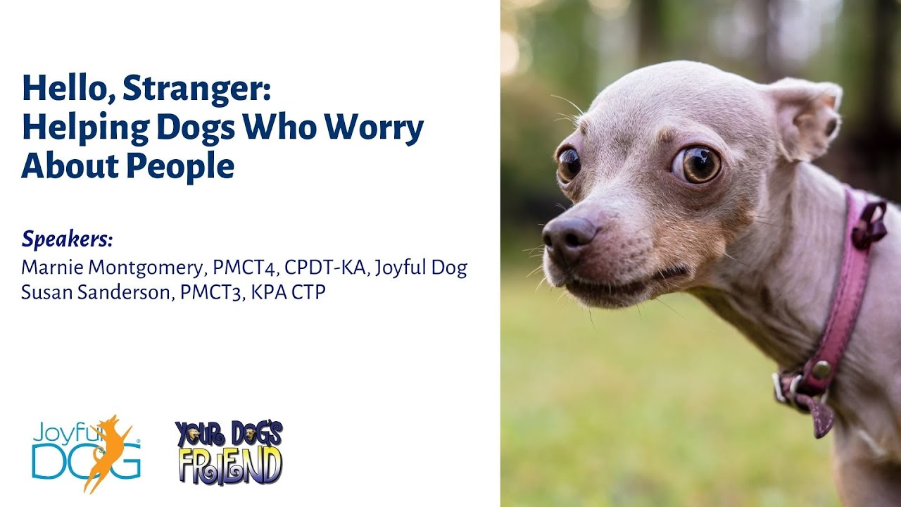 Hello Stranger: Helping Dogs Who Worry About People 1-18-2025