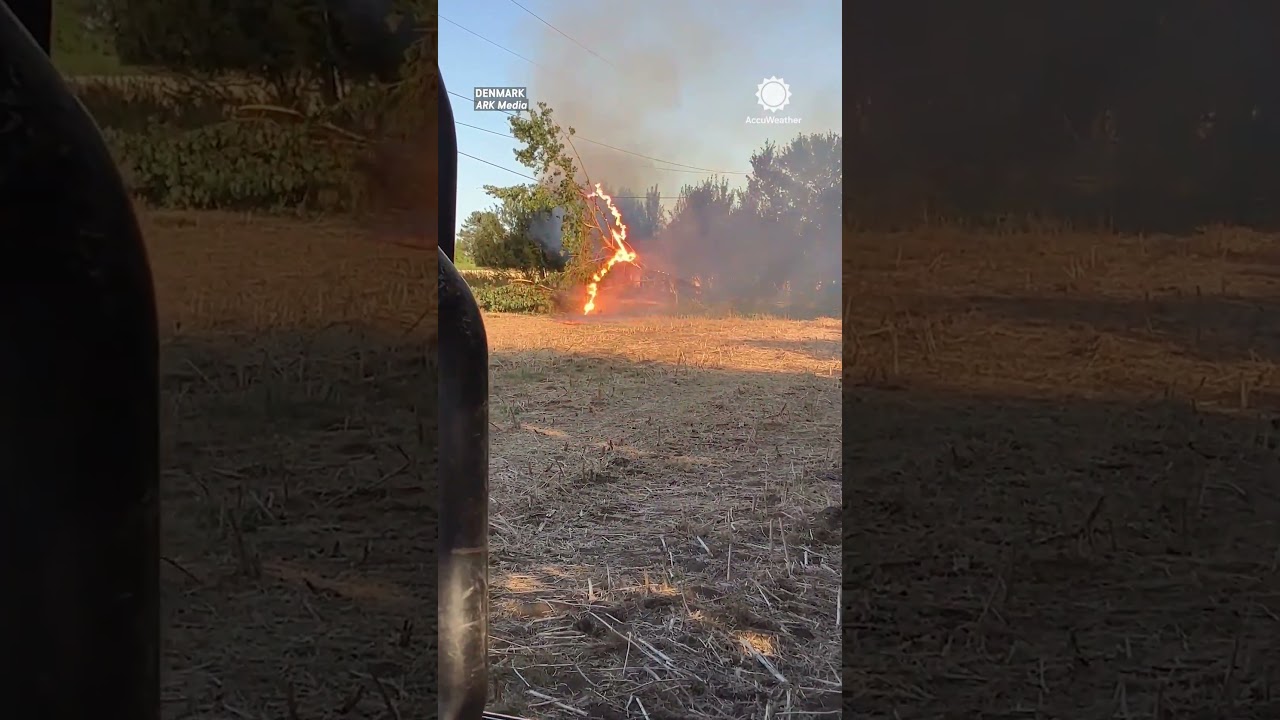 Tree Catches Fire, Pulses After Falling Onto Power Line!