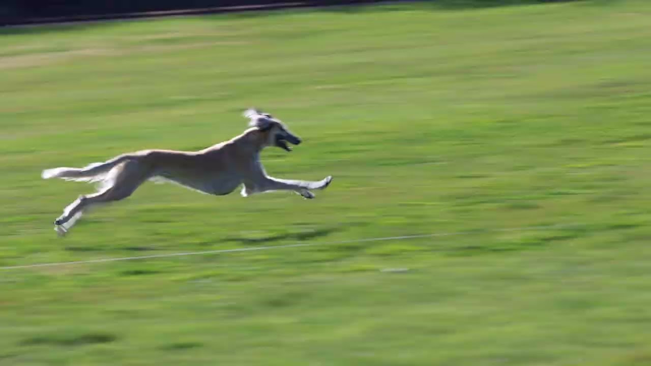 Lesley's Saluki - test run for Junior Courser in Fairfield 2022