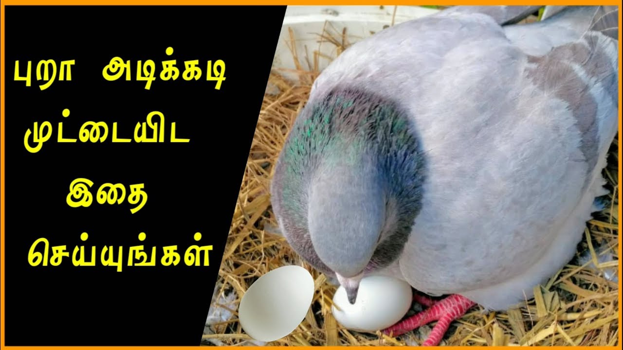 🕊️🐣புறா அடிக்கடி முட்டையிட இதை மட்டும் செய்யுங்கள்🐣🕊️ || DRK Vlog ||