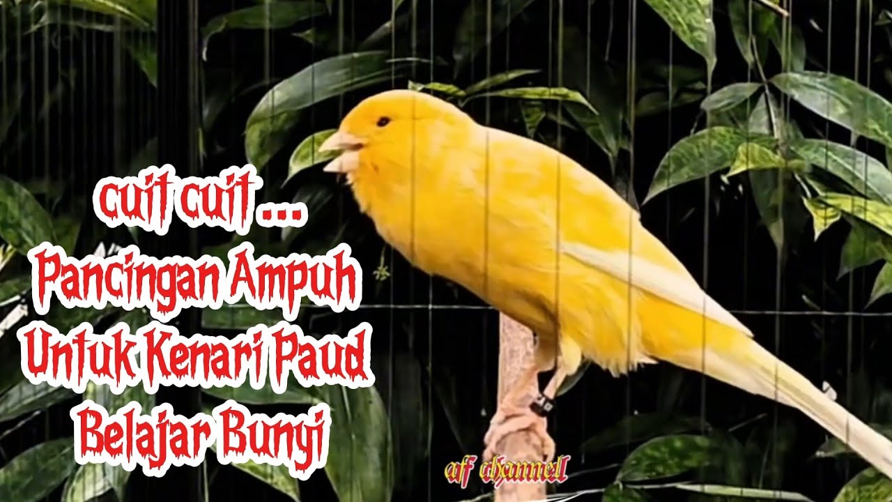 KENARI GACOR CUIT CUIT MEMANGGIL LAWAN BIKIN EMOSI |09| COCOK BUAT PANCINGAN KENARI BELAJAR BUNYI