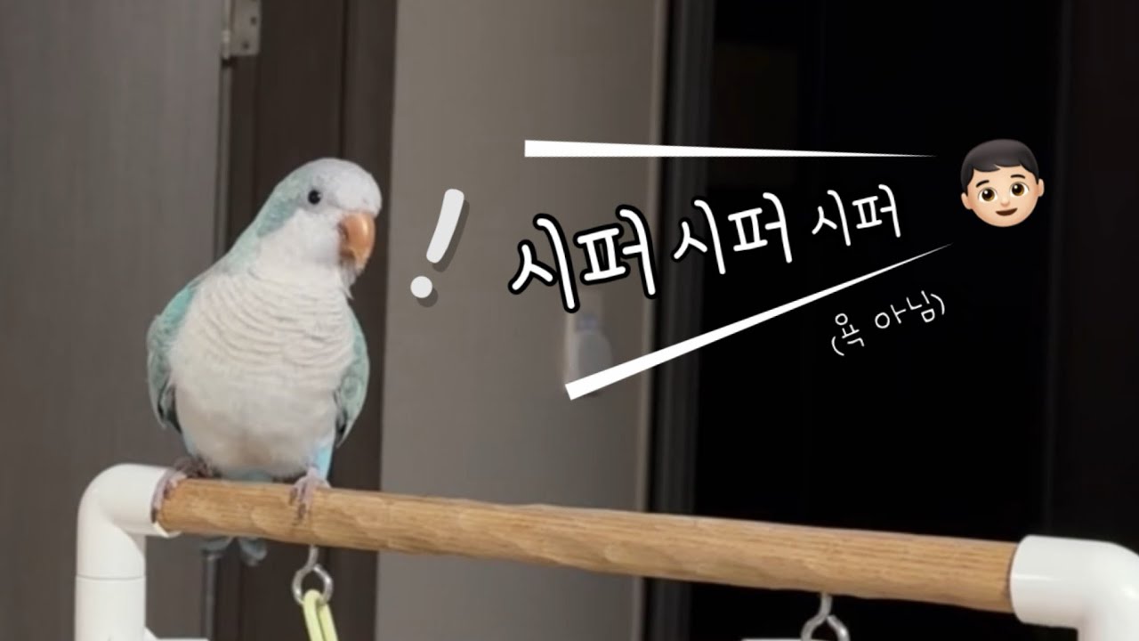 형의 오두방정에 밀려버린 꾸꾸