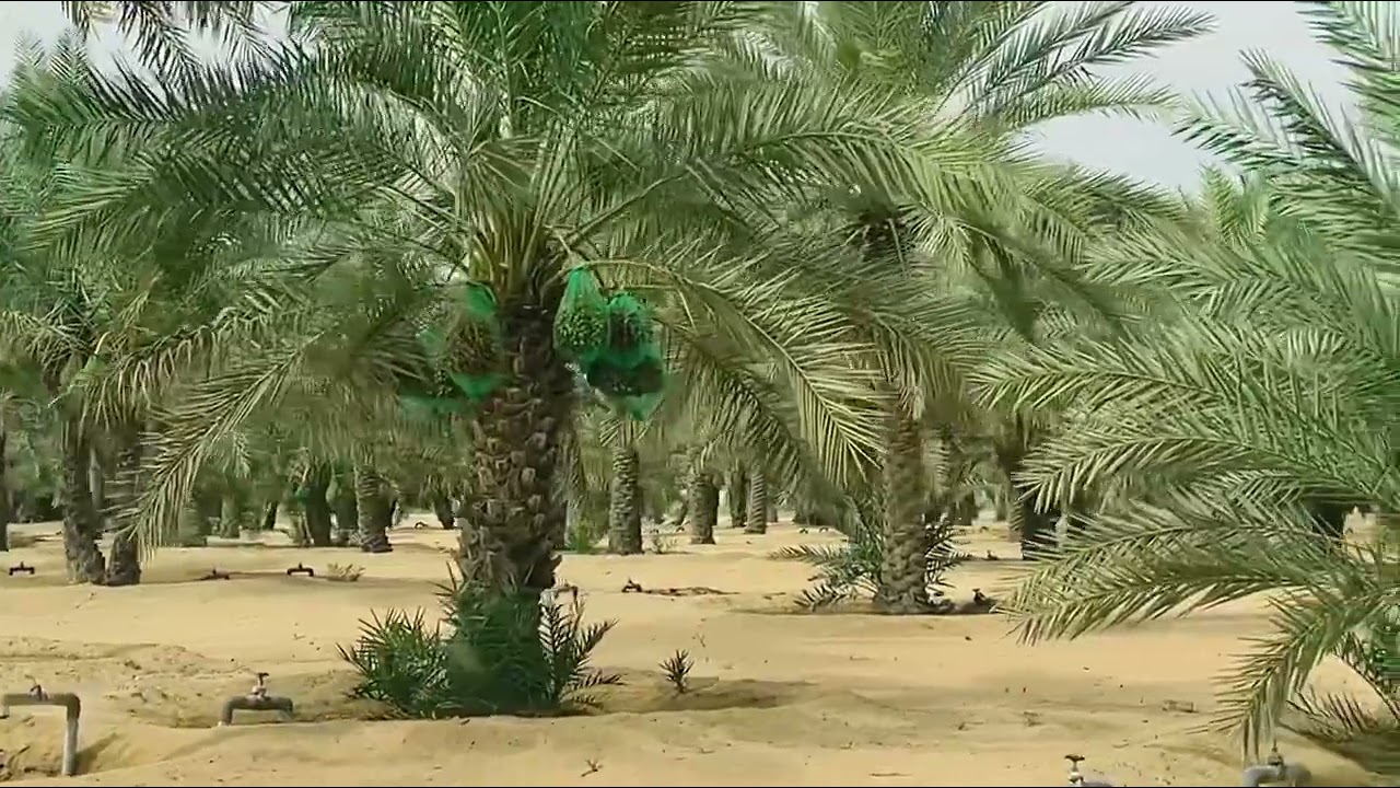 Dates Palm Fruit Farm @ Dubai, UAE