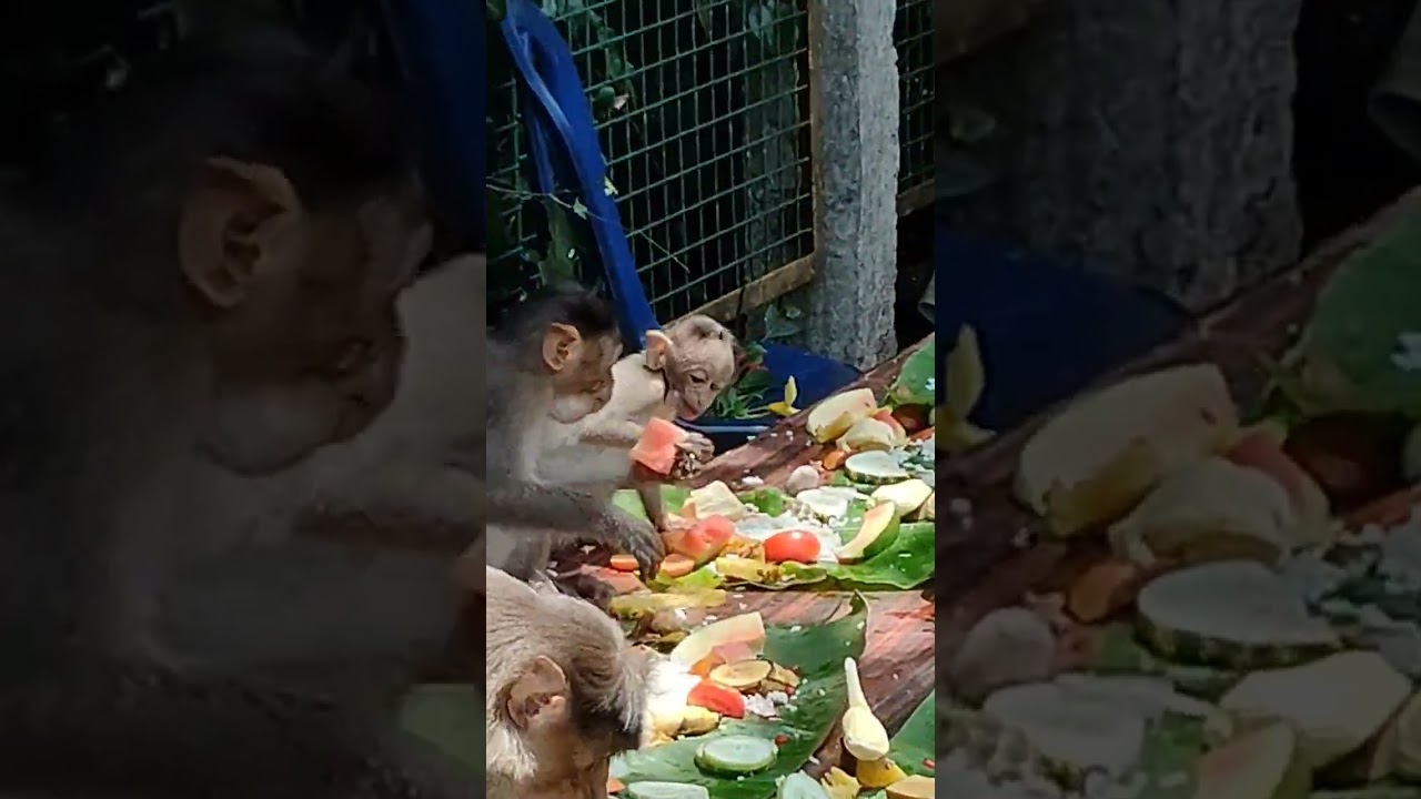 #kerala #incredibleindia #monkey #monkeys #vanarasadya#monkeyfeeding #edayilakkad