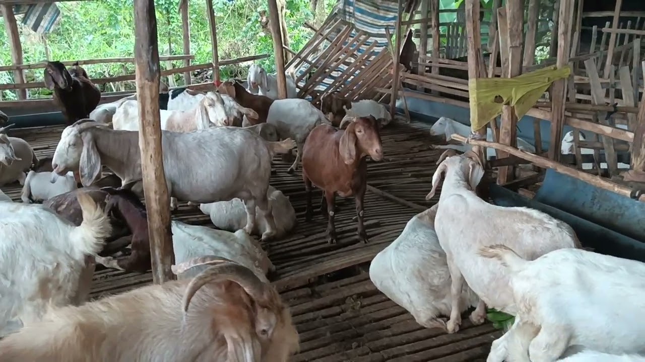 Dê đẻ chích thuốc gì cho phù hợp - Ù sáng nuôi dê