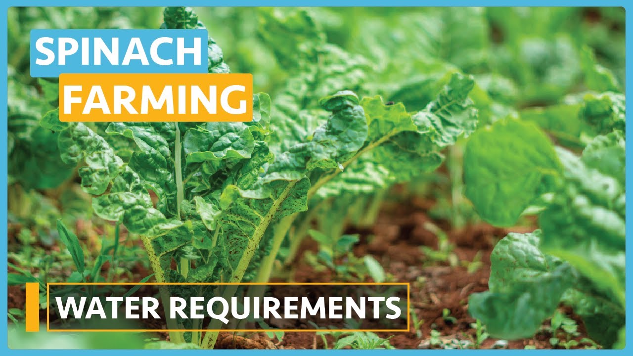 Spinach Farming (Lesson 4) - Water