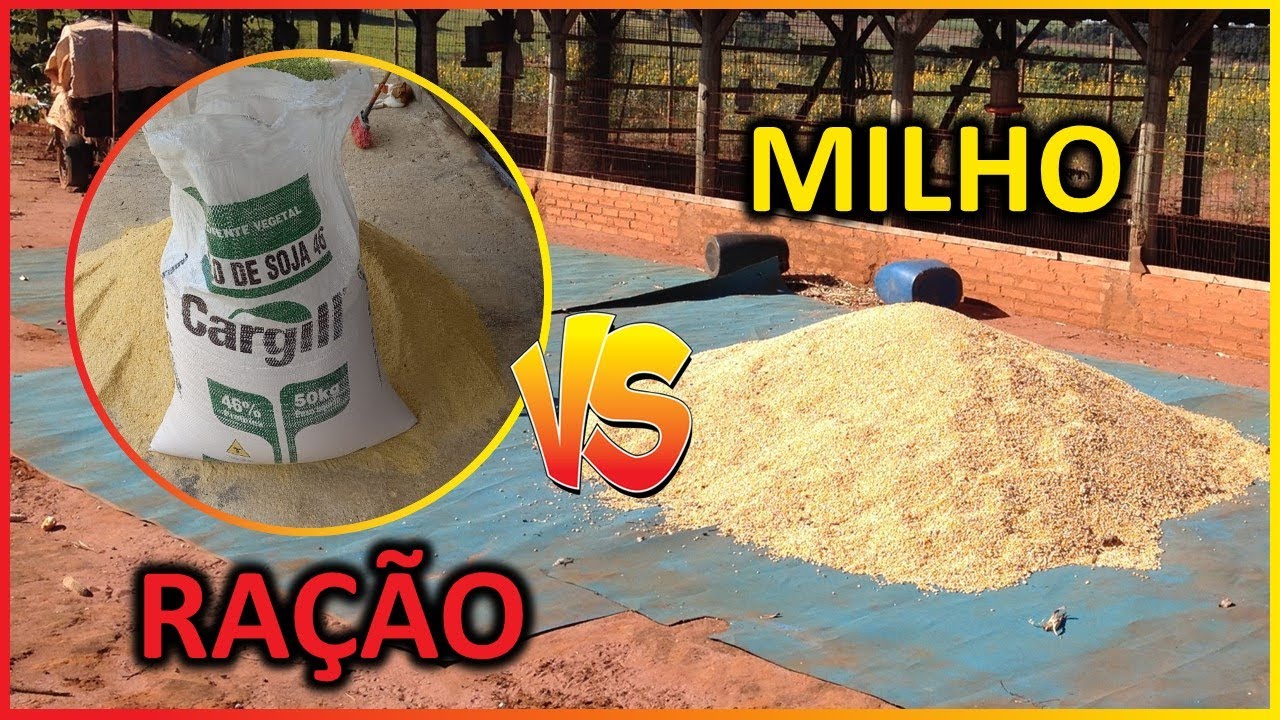 Usar ra&ccedil;&atilde;o ou s&oacute; quirela de milho para galinhas poedeiras? Qual op&ccedil;&atilde;o mais rent&aacute;vel?