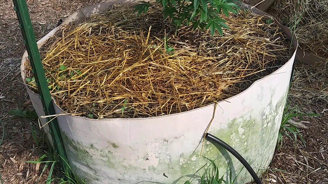 2020 Outdoor Cannabis Grow- Garden Planted!