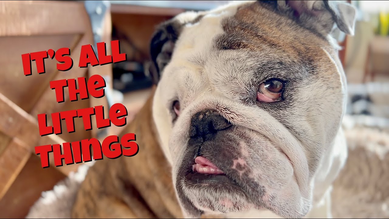Reuben the Bulldog: The Little Moments