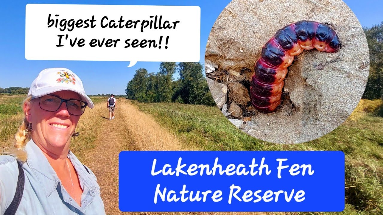 RSPB Lakenheath Fen Nature Reserve. We Found A Huge Creepy Caterpillar - Goat Moth Caterpillar.