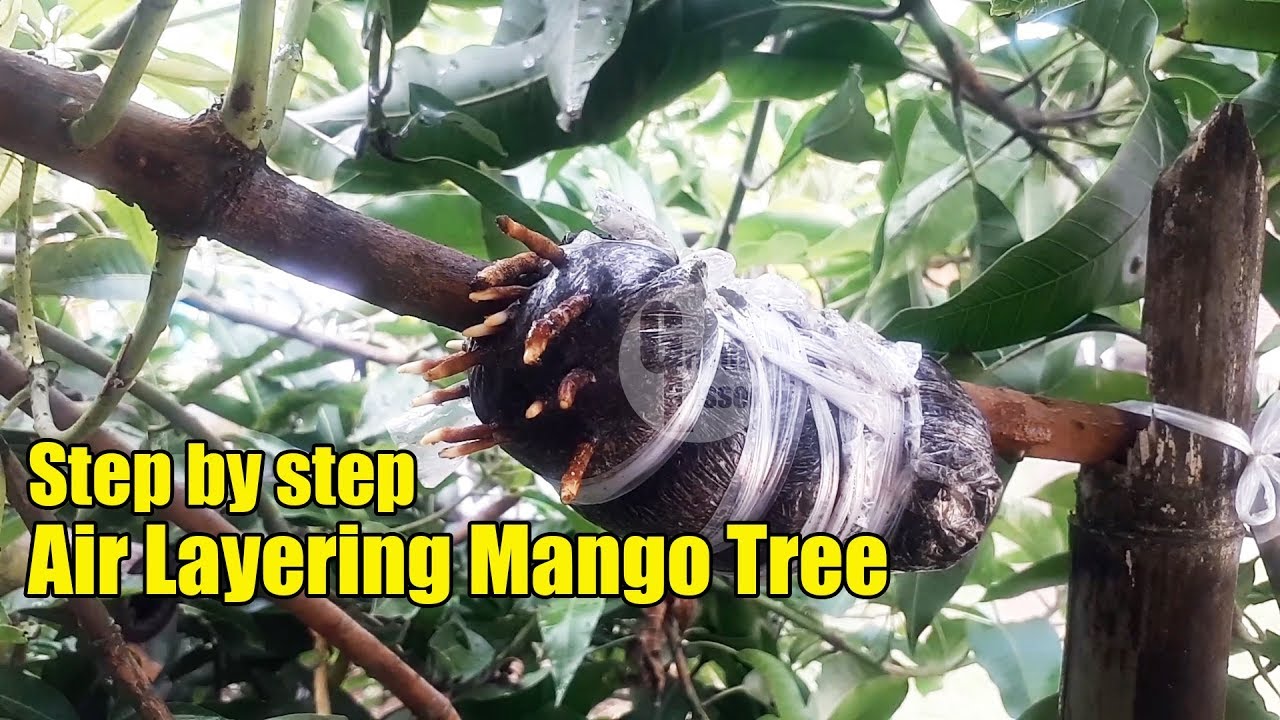 Step by Step How To Air Layering Mango Tree