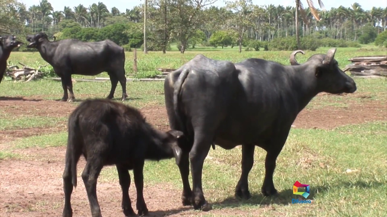 Fazendas de Búfalos na Baixada Maranhense.