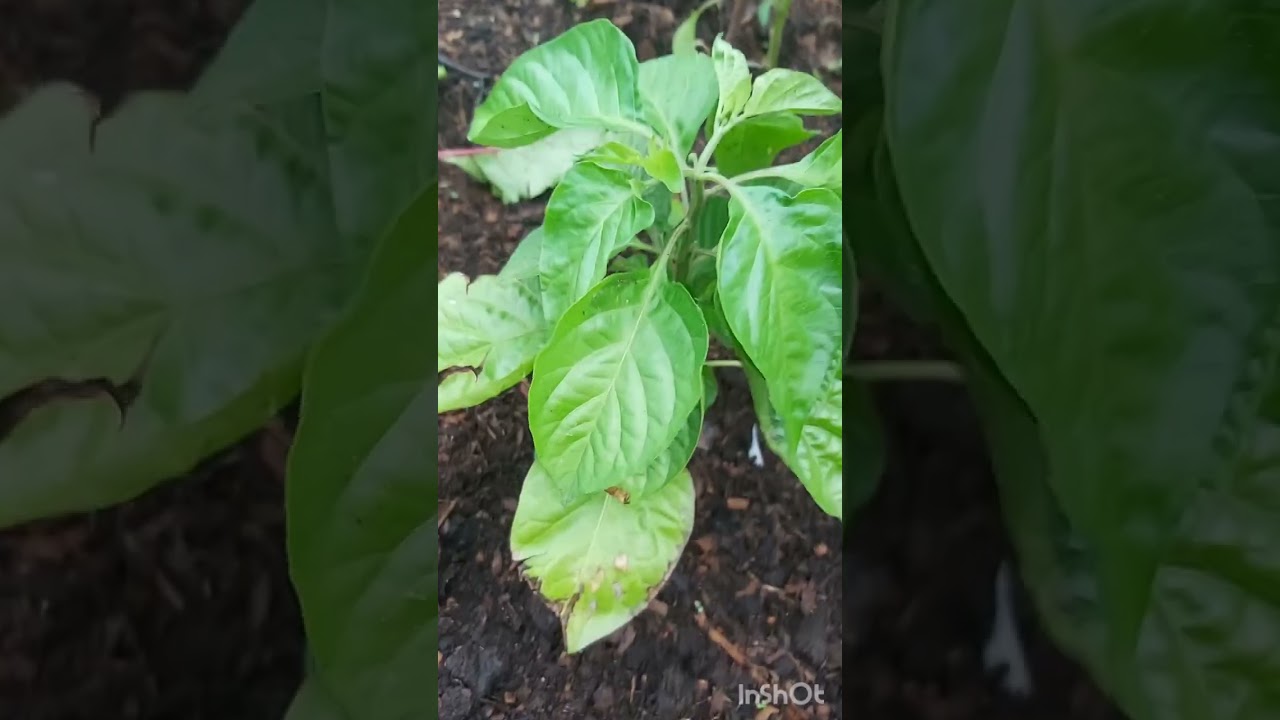Тринидад Скорпион Шоколадный (Trinidad Scorpion Chocolate), обзор июнь Сибирь