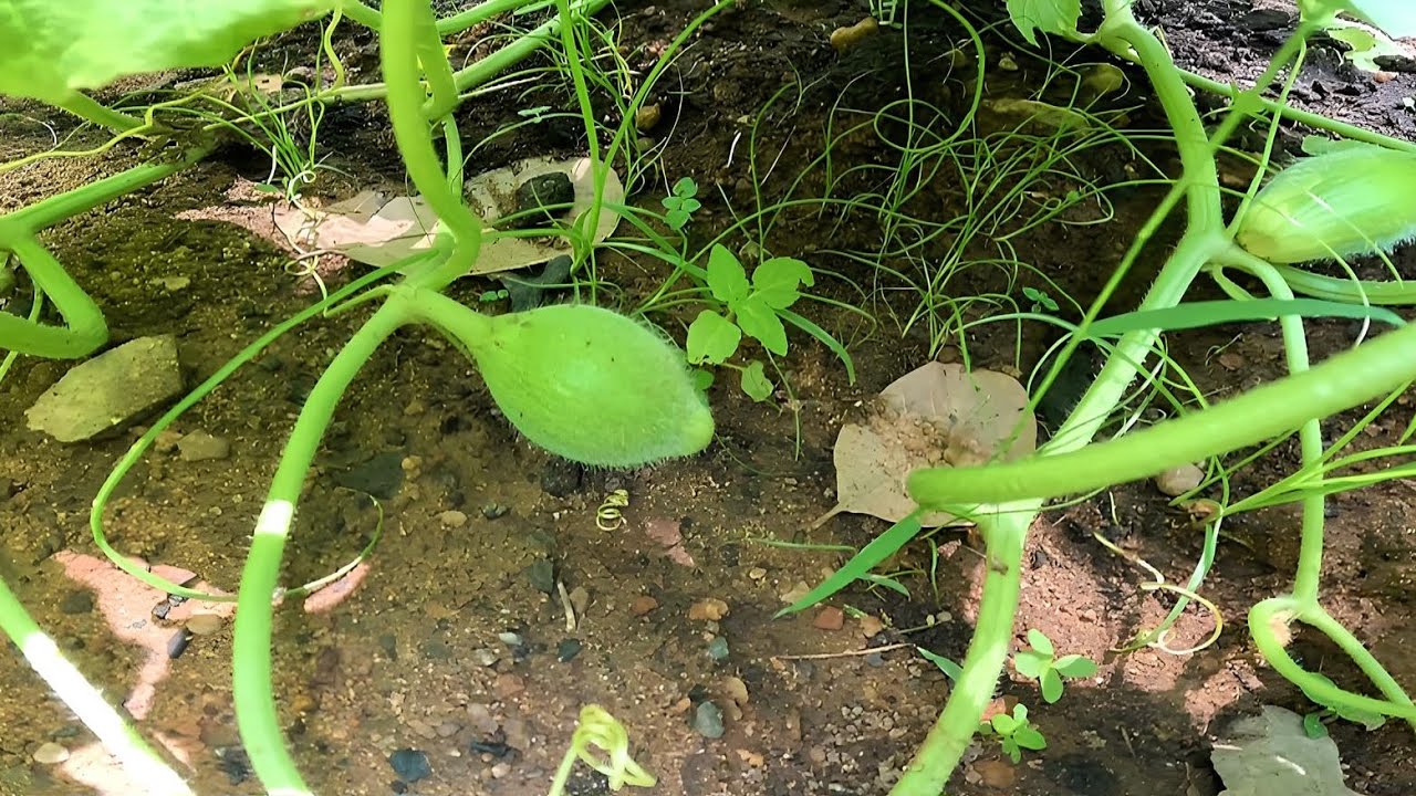O pé de MELÃO já está colocando frutos.