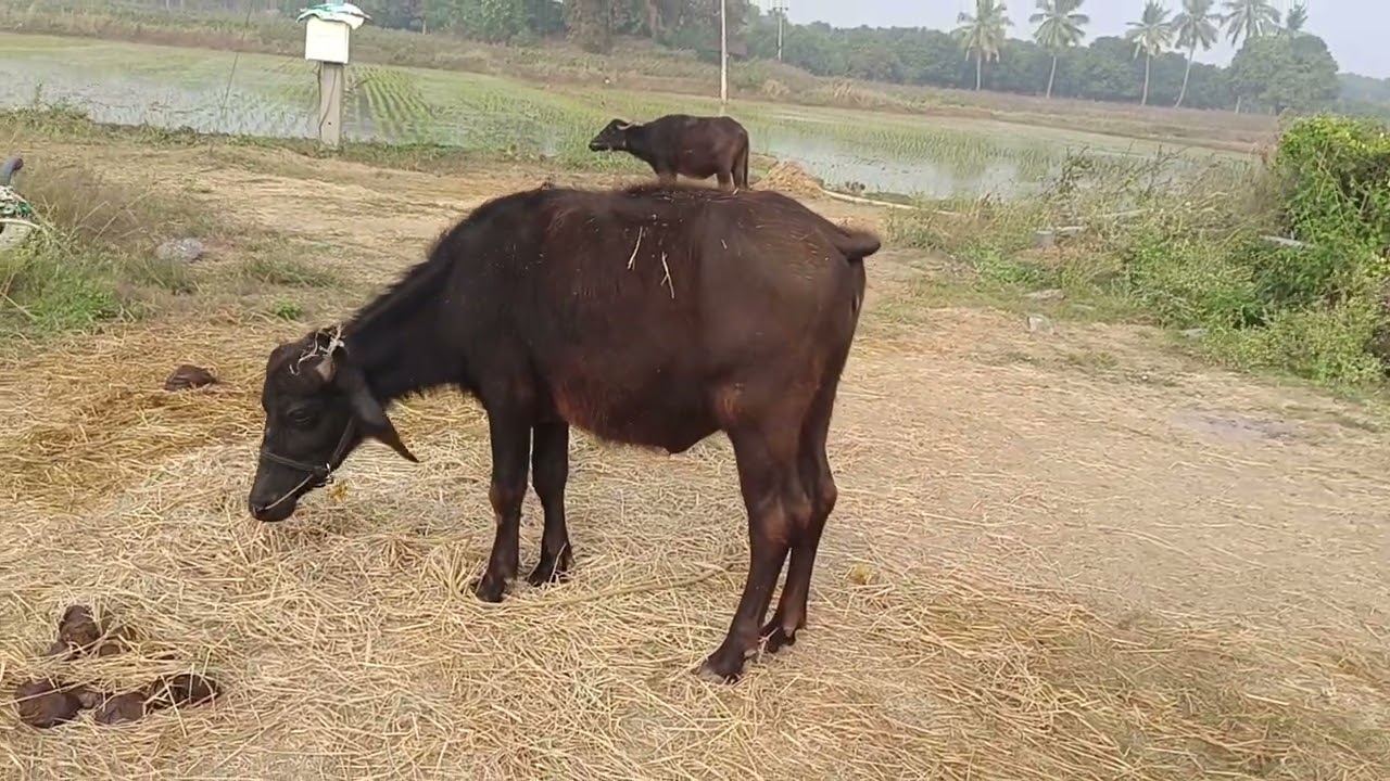 ఆరు నెలల్లో దూడల పై పెట్టిన డబ్బులు ఐదు రెట్లు అయ్యాయి #chirayudairyfarm