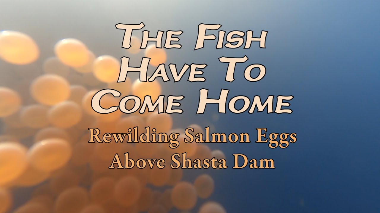THE FISH HAVE TO COME HOME—12 minutes